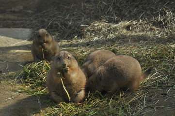 プレーリードッグの家族