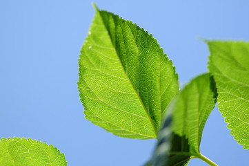 green leaves on blue background
