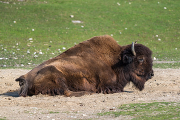 Fototapeta premium American buffalo known as bison, Bos bison in the zoo
