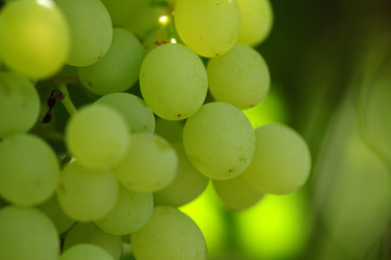 grapes on green background
