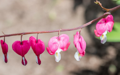 Asian Bleeding Heart Blossoms in Spring