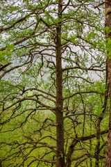 tree, leaf and wind