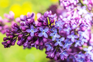 Fototapeta premium Closeup of Lilac Blossoms in Bloom in Spring