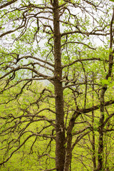 tree, leaf and wind