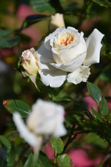 miniature roses in English garden / ミニバラ・ミニチュアローズ - 早朝の咲き始め(＠英国式庭園)