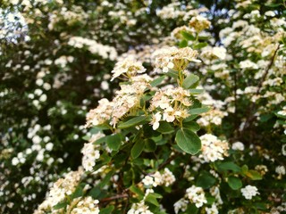 White spring blossom 2
