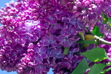 lilac Terry close-up in the garden