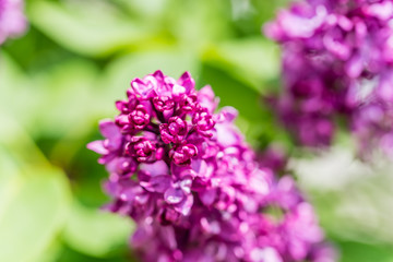 Closeup of Lilac Blossoms in Bloom in Spring