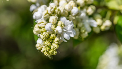 Closeup of Lilac Blossoms in Bloom in Spring