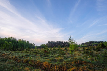 Landscape with the image of forest