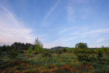 Landscape with the image of forest