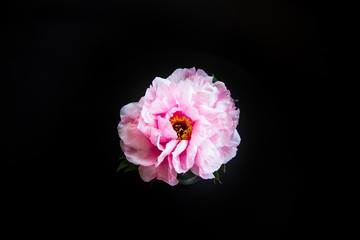 Pink Peony flower ,Paeonia suffruticosa, isolated on black