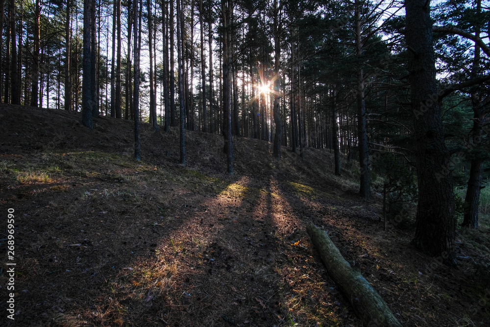 Poster Landscape with the image of forest