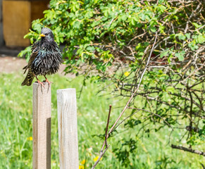 Starling on a Wood Post in Springtime