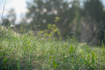 Landscape with the image of forest