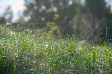 Landscape with the image of forest