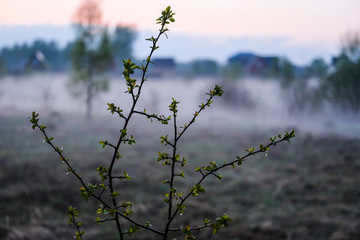 Landscape with the image of fog on lake Seliger in Russia