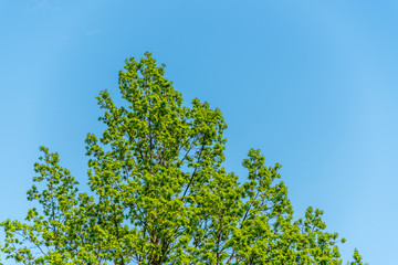 Fototapeta premium Birch Tree and Blue Sky in Spring in Latvia