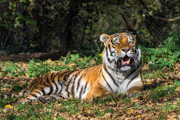 Naklejka na ściany i meble The Siberian tiger,Panthera tigris altaica in the zoo