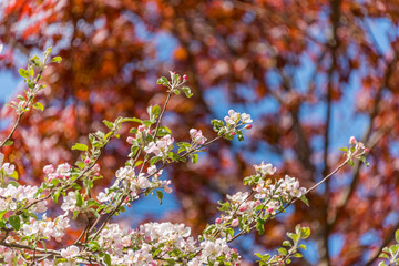Fruit Tree Blossoms and Red Maple Leaves in Spring