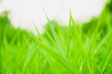 Grass in a bright green football field