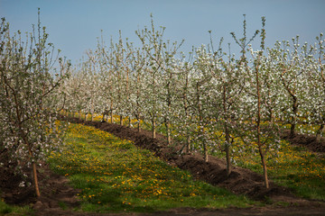 Blooming apple garden in a bright spring morning