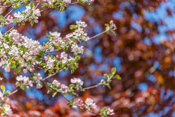 Fruit Tree Blossoms and Red Maple Leaves in Spring