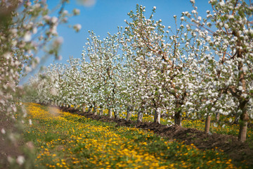 Blooming apple garden in a bright spring morning - 268969956