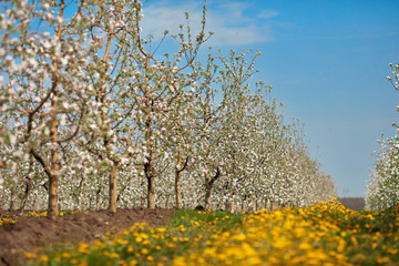 Blooming apple garden in a bright spring morning - 268969997