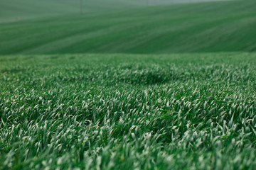 Amazing green wheat field in spring