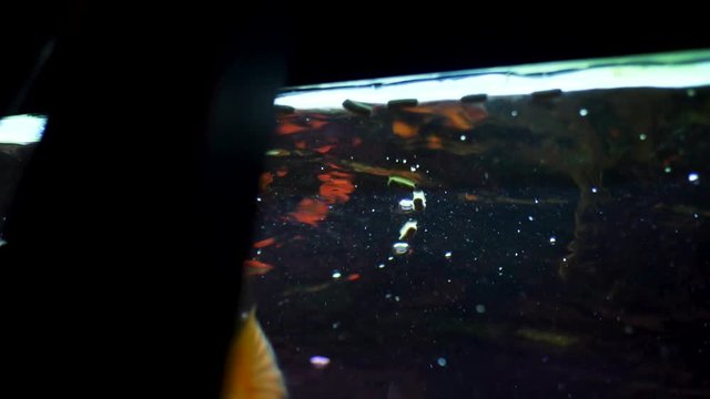 Bottom view of beautiful golden fishes in aquarium swimming and eating. Frame. Feeding time for goldfishes in the aquarium, nature concept.