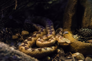 Venomous desert Horned Viper snake in the dark