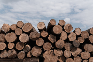 Wooden logs of pine woods in the forest, stacked in a pile. Freshly chopped tree logs stacked up on top of each other in a pile