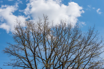 Bare Branches of a Large Tree against a Partly Cloudy Sky