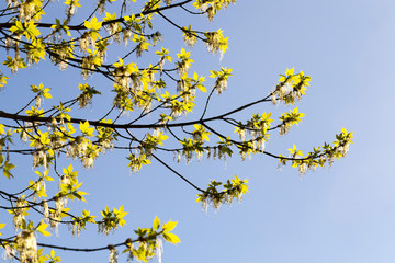 Branches of maple with blooming flowers