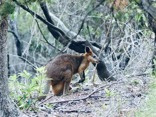 Känguru mit Baby