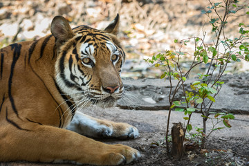 Portrait of tiger.