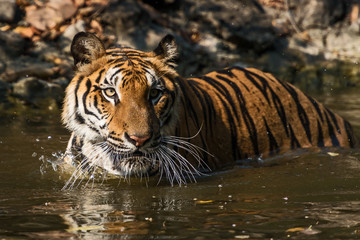 Fototapeta na wymiar Portrait of tiger.
