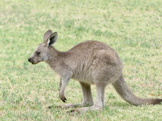 das Känguru-Baby