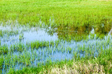 grass growing in water