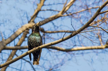 bird on a branch