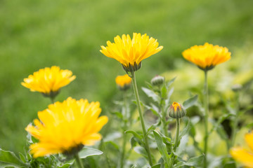 Yellow marigold flowers in garden.