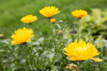 Yellow marigold flowers in garden.