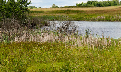 Green foliage on plants