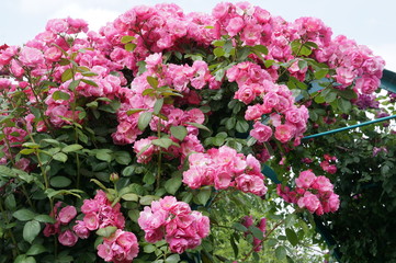 ピンクのツルバラ