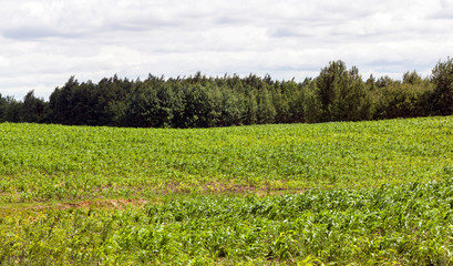 agricultural field where Green Corn