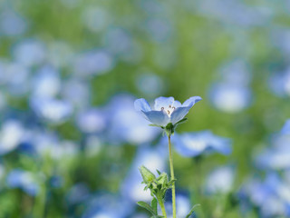 初夏の愛らしいネモフィラ