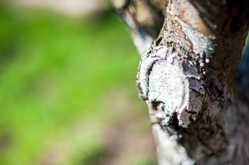 Whitewashed bark of fruit trees growing in garden on blurred green copy space background