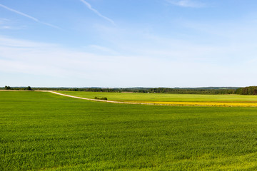 The color agricultural field is green