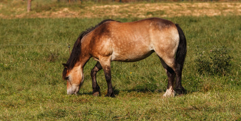 Naklejka na ściany i meble A brown horse on a pasture
